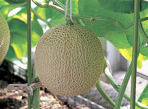 Muskmelon